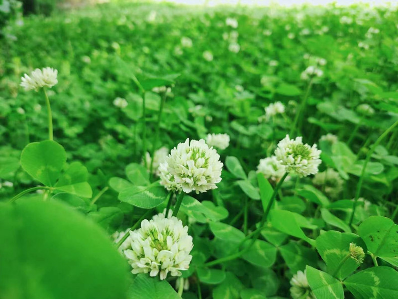 悼念逝者送什么花 悼念逝者送什么花